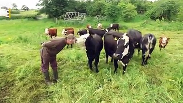 Cet éleveur bovin aurait pu revendre ses vaches pour 50 000€, étant végétarien, il a choisi de les libérer