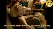 Atención perros de gracioso celoso propietarios de mascotas su Quiero dueños