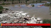 Sivas Kızılırmak'ta Pirana Yakalandı