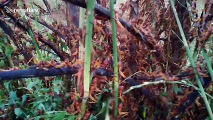 Thousands of locusts invade field in Crimea