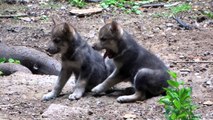 Adorable wolf cubs born at Cotswold Wildlife Park