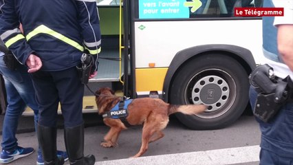 Quimper. Contrôle de stupéfiants dans les transports en commun