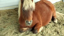 Treats & Eats - Sunday With Sugar - Honeyheartsc Horses Pony Random Vlog