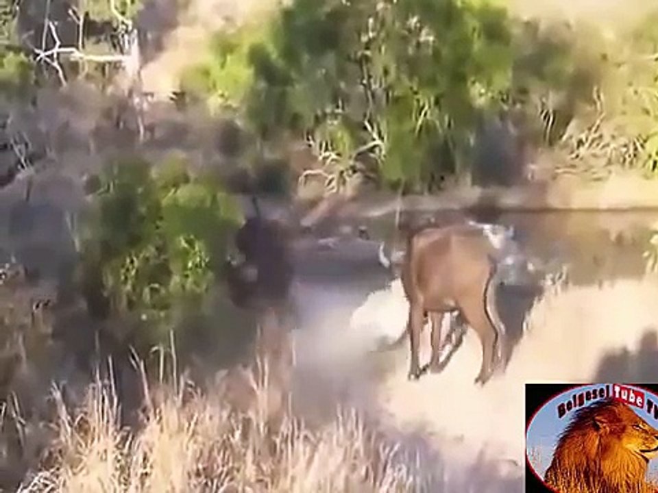AVA GİDERKEN CANINDAN OLAN ASLAN ...SONUNA DİKKAT