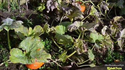 Tailler foncé bricolage facile lueur Comment dans ne dans aucun citrouille citrouilles le le le le la à Il Halloween