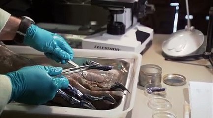 Stargate Atlantis - S 1 E 2 - Rising - Part 02