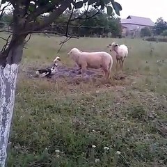 Animais resolvem as coisas à cabeçada