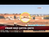 Firari keçi çatıya kaçtı! - 28 Ağustos 2017
