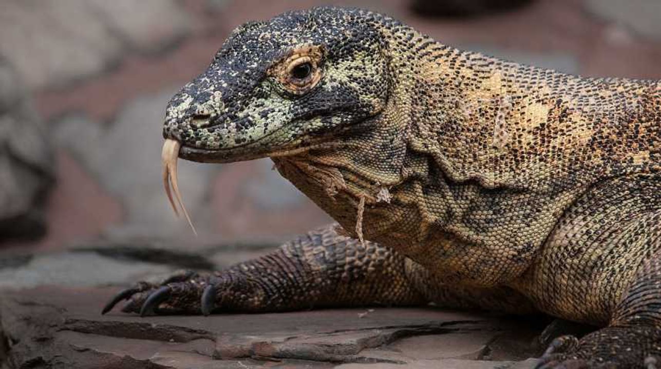 Le sang de dragon pourrait guérir les blessures