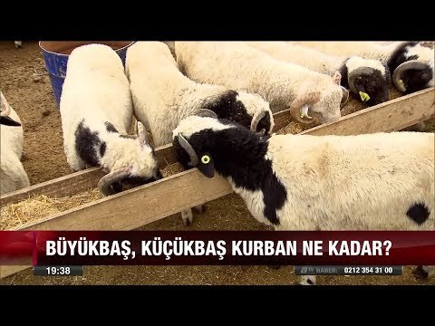 Büyükbaş, Küçükbaş kurban ne kadar? - 30 Ağustos 2017