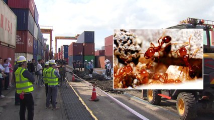 붉은불개미 부산항 조사 완료...추가 발견 없어 / YTN