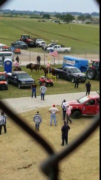 Ce taureau s'échappe de son enclos... grosse alerte !