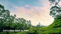 Munnar Tea Plantation