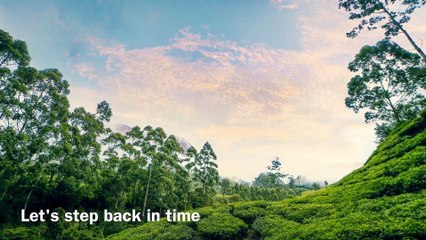 Munnar Tea Plantation