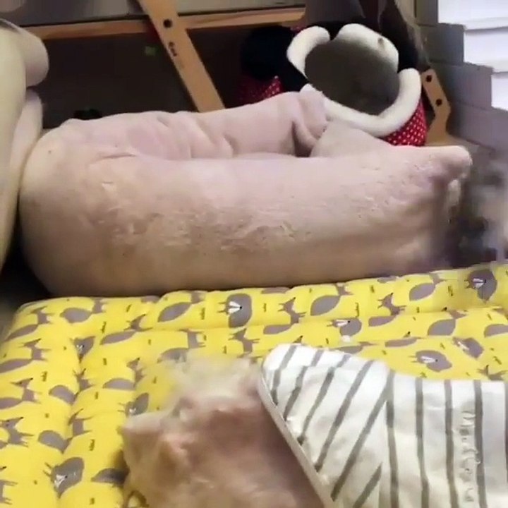 Video Kucing Lucu #006 | Vera Kitty 2017