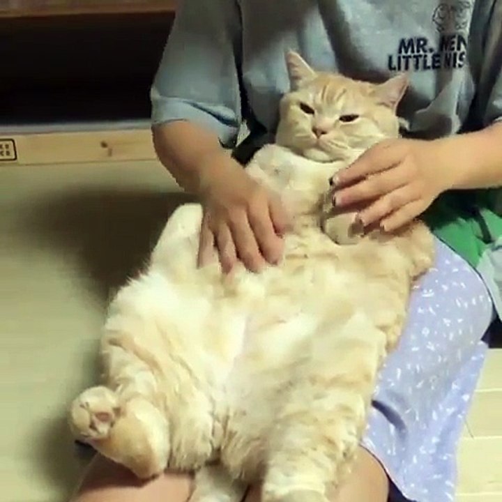 Video Kucing Manja #003 | Vera Kitty 2017