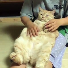 Video Kucing Manja #003 | Vera Kitty 2017