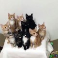 Adorable Synchronized Kittens Can't Take Their Eyes Off the Prize