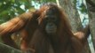 Menelusuri Kehidupan hewan Endemik Indonesia, Orangutan