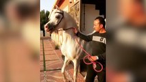 Ce jeune cheval a l'air très pressé !
