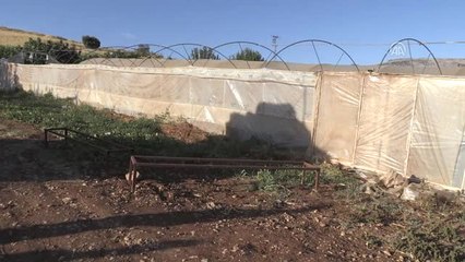 Serasında Tütün Yetiştirdi