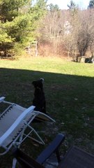 Un chien confond une balle de jeu avec la lune