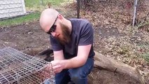 Buried Treasure: Digging for Baby Bunnies! - Meat Rabbit Colony (S.1-E.20)