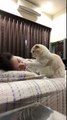 Un chat tente de réveiller sa maîtresse avec une infinie douceur !