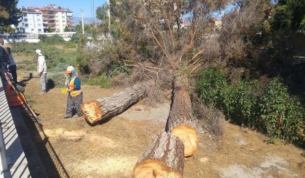 Denizli'de ağaç katliamı... İlçe sakinleri, ağaçların kesilmesine tepki gösterdi