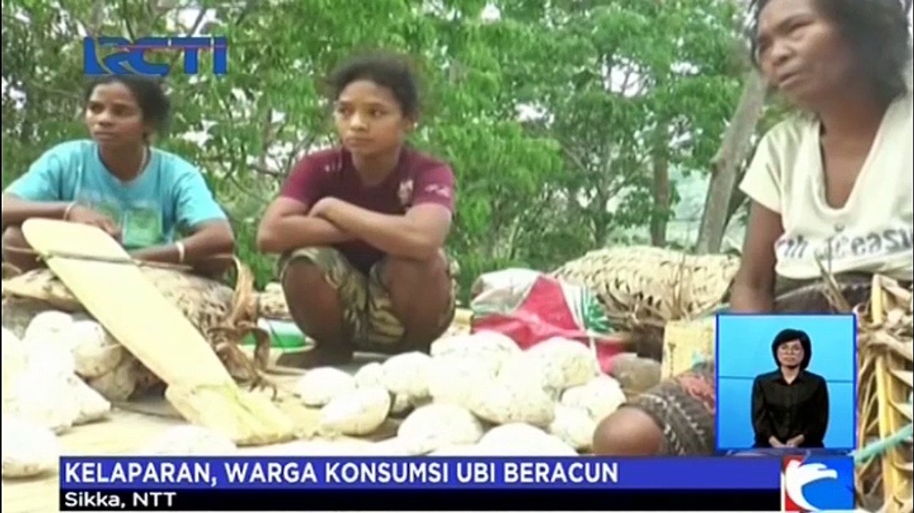 Kelaparan, Warga 3 Dusun di NTT Makan Ubi Beracun