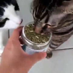 Excited Cat Makes a Mess With Catnip Jar