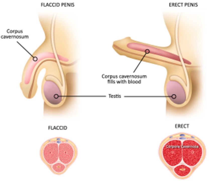 Penis Enlarge and tight penis secret Home remedy 100% Working