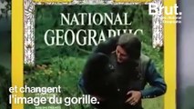 Dian Fossey, spécialiste en gorilles