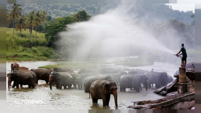 Купание слонов в Шри-Ланке