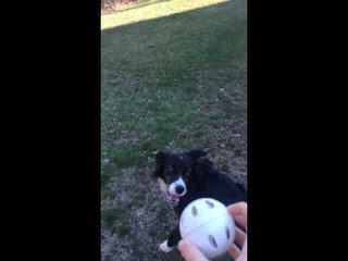 Blue the Dog Thinks the Moon Is Her Ball Again