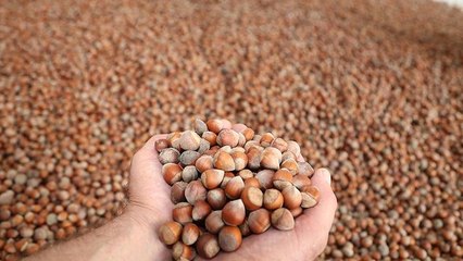 TMO Üreticiden 41 Bin Ton Fındık Aldı