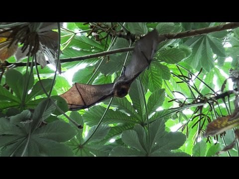 Bat Gives Zoo Visitors Unpleasant Surprise Before Demonstrating Impressive Wingspan