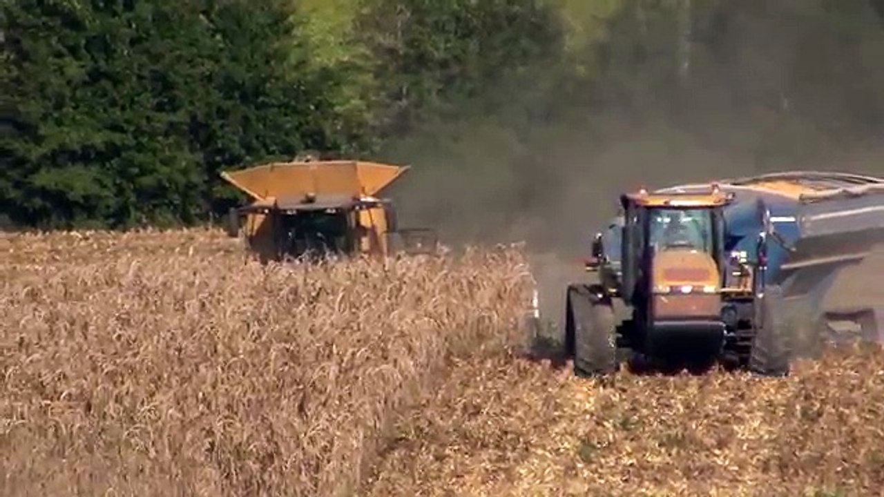 CAT Lexion 595R Harvesting Corn Up Hill
