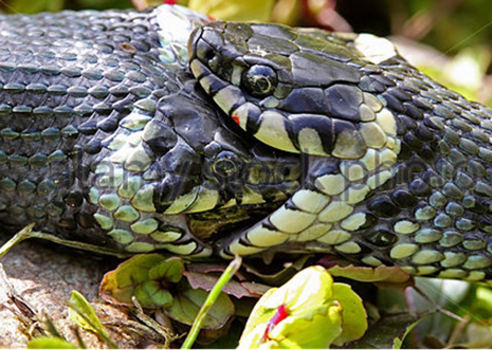 Massive Eastern Brown Snakes fighting at my back door