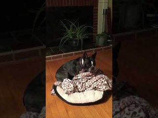Cute Pupper Makes Her Bed All By Herself