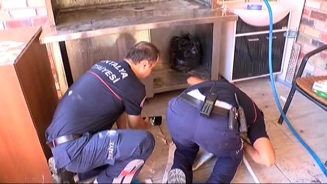 Mahsur Kalan Yavru Kedi, Cep Telefonundaki Kedi Sesi Sayesinde Kurtarıldı