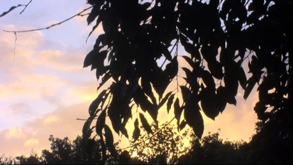 Streamtip: de nominaties