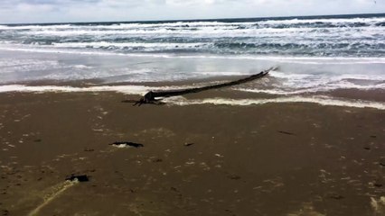 Mais quelle est cette étrange créature filmée sur une plage aux Pays-Bas