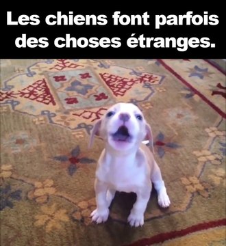 Les chiens font parfois des choses BIZARRE et drôle ! Et on les aime pour ça !