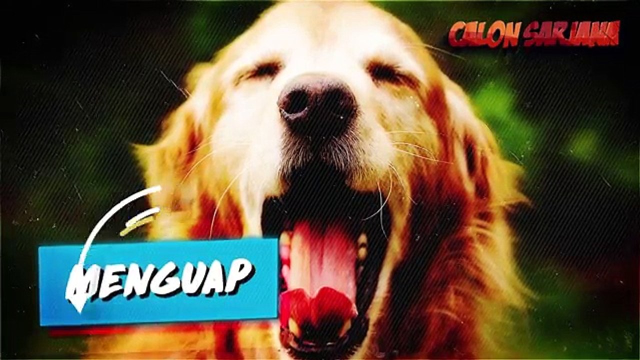 7 TANDA DAN CARA MEMAHAMI APA YANG DIMAKSUDKAN ANJING KALIAN!!!
