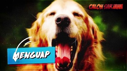 7 TANDA DAN CARA MEMAHAMI APA YANG DIMAKSUDKAN ANJING KALIAN!!!