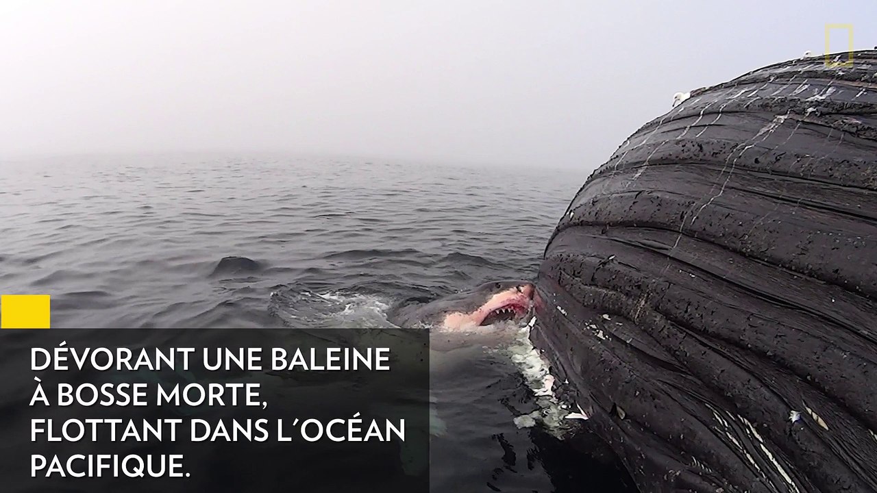 [Insolite] Un requin blanc mange une baleine ! Vidéo Dailymotion