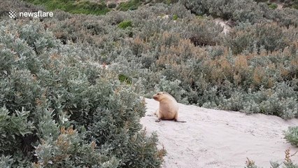 Cute Australian sea lion on Kangaroo Island