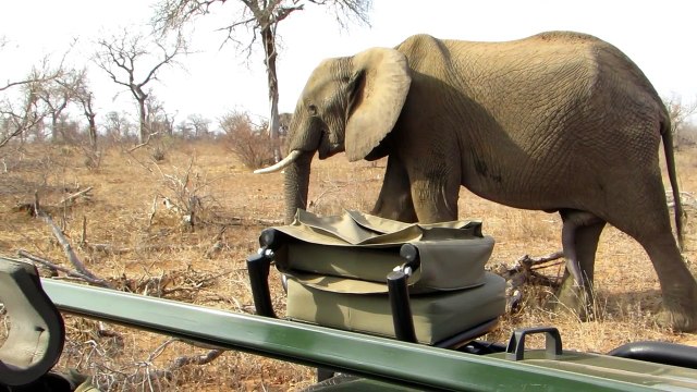 Safari tourists spot 'five-legged' elephant
