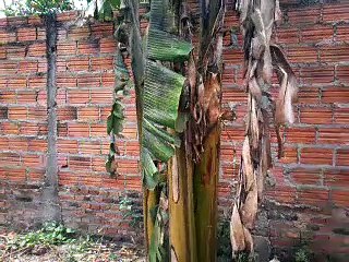 bananeira soltando o cacho
